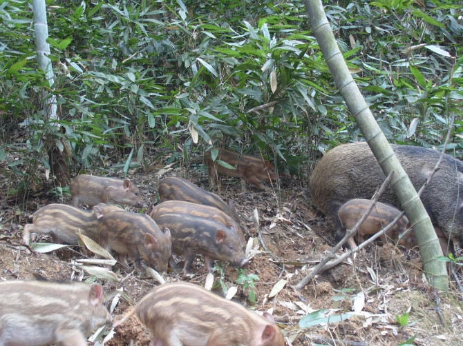 野猪